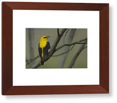 Attēlu rezultāti vaicājumam “Oriolus oriolus male”