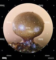 Attēlu rezultāti vaicājumam “Diderma umbilicatum macro”