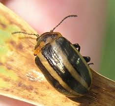 Attēlu rezultāti vaicājumam “Chrysomelidae”