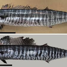 Image result for Acanthocybium solandri