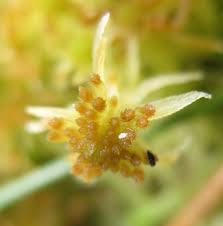 Attēlu rezultāti vaicājumam “Sphagnum fallax”