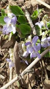 Attēlu rezultāti vaicājumam “Viola canina leaf”