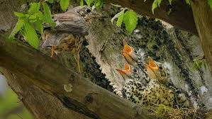 Attēlu rezultāti vaicājumam “Turdus viscivorus nest”
