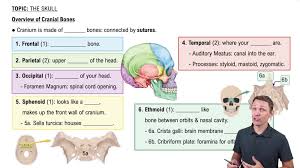 Image result for Co de Crista Chins