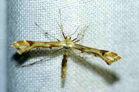 Attēlu rezultāti vaicājumam “Platyptilia gonodactyla”