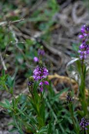 Attēlu rezultāti vaicājumam “Polygala comosa flower”