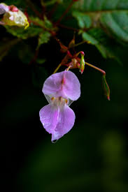 Attēlu rezultāti vaicājumam “Balsaminaceae”