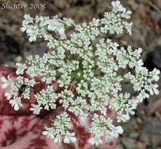 Image result for Daucus carota