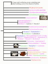 Attēlu rezultāti vaicājumam “Laurilia sulcata”