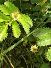 Attēlu rezultāti vaicājumam “Argentina anserina”
