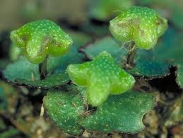 Attēlu rezultāti vaicājumam “Reboulia hemisphaerica”