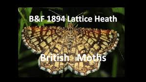 Attēlu rezultāti vaicājumam “Chiasmia clathrata”