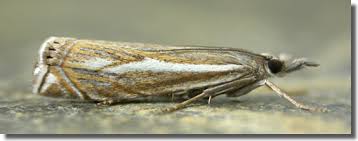 Attēlu rezultāti vaicājumam “Crambus lathoniellus”