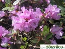 Attēlu rezultāti vaicājumam “Rhododendron sichotense”