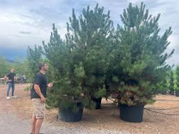 Attēlu rezultāti vaicājumam “Pinus sylvestris var. turfosa”