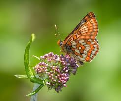 Attēlu rezultāti vaicājumam “Parnassius mnemosyne underside”