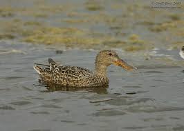 Attēlu rezultāti vaicājumam “Anas clypeata”