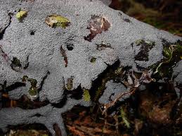 Attēlu rezultāti vaicājumam “Cribraria argillacea macro”