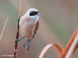 Image result for Remiz pendulinus