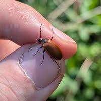 Attēlu rezultāti vaicājumam “Pseudocistela ceramboides”