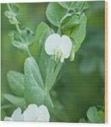 Attēlu rezultāti vaicājumam “Pisum sativum flower”