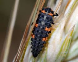 Attēlu rezultāti vaicājumam “Thecabius affinis nymph”