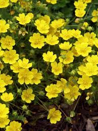 Attēlu rezultāti vaicājumam “Potentilla arenaria”