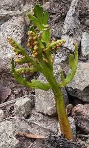 Attēlu rezultāti vaicājumam “Lycogala botrydium”