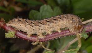 Attēlu rezultāti vaicājumam “Polia nebulosa”