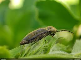 Attēlu rezultāti vaicājumam “Cidnopus aeruginosus”