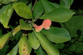 Attēlu rezultāti vaicājumam “Magnolia kobus fruit”
