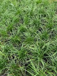 Attēlu rezultāti vaicājumam “Carex caryophyllea fruit”