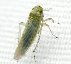 Attēlu rezultāti vaicājumam “Macrosteles nymph”