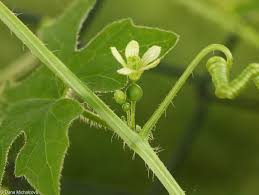 Attēlu rezultāti vaicājumam “Bryonia alba bud”