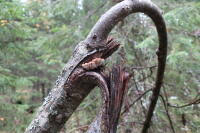 Attēlu rezultāti vaicājumam “Gloiodon strigosus”