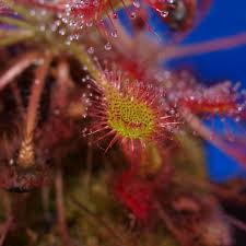 Attēlu rezultāti vaicājumam “Drosera intermedia”