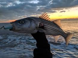 Image result for Morone saxatilis