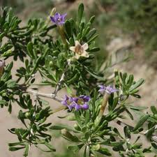 Attēlu rezultāti vaicājumam “Lycogala fuscoolearium young”