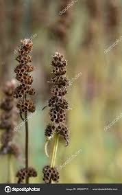 Attēlu rezultāti vaicājumam “Stachys officinalis bud”