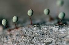 Attēlu rezultāti vaicājumam “Physarum nitens”