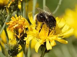 Attēlu rezultāti vaicājumam “Crepis tectorum fruit”
