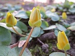 Attēlu rezultāti vaicājumam “Ficaria verna flower”