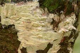 Attēlu rezultāti vaicājumam “Skeletocutis amorpha”