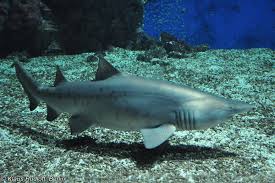 Image result for Carcharias taurus