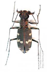 Attēlu rezultāti vaicājumam “Cicindela maritima”