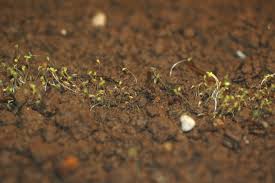 Attēlu rezultāti vaicājumam “Diderma radiatum stalked”