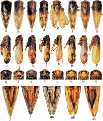 Attēlu rezultāti vaicājumam “Oncopsis sp.”