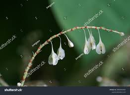 Attēlu rezultāti vaicājumam “Reynoutria japonica flower”