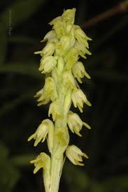 Attēlu rezultāti vaicājumam “Herminium monorchis flower”