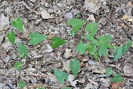 Attēlu rezultāti vaicājumam “Fallopia convolvulus leaf”